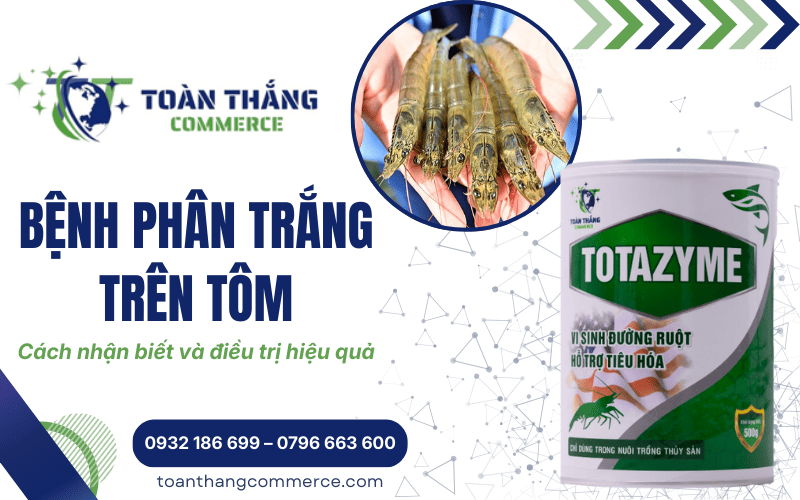 bệnh phân trắng trên tôm