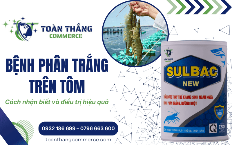 bệnh phân trắng trên tôm