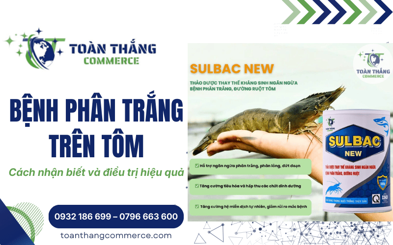 bệnh phân trắng trên tôm