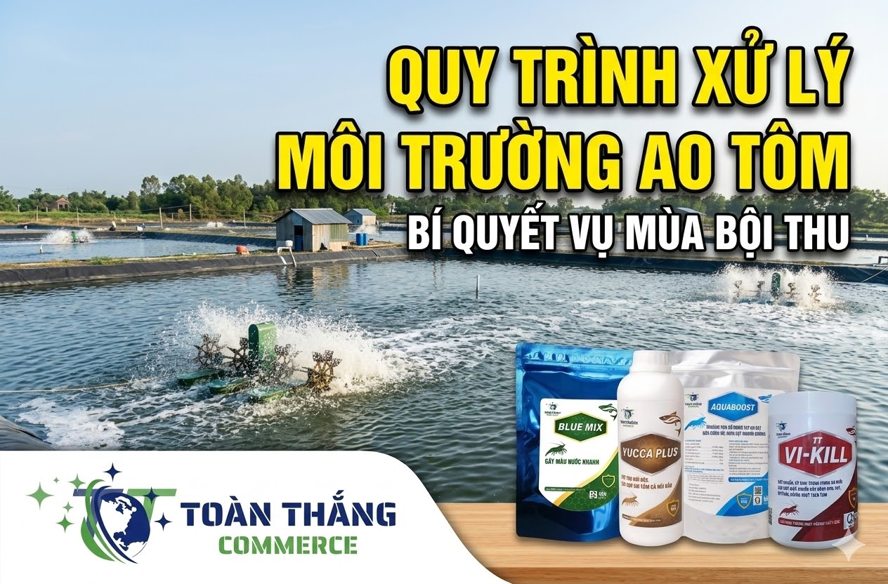 Quy Trình Xử Lý Môi Trường Ao Tôm: Giải Pháp Toàn Diện Cho Vụ Mùa Thắng Lợi